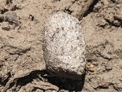 Centrocercus urophasianus