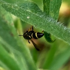 Parancistrocerus histrio