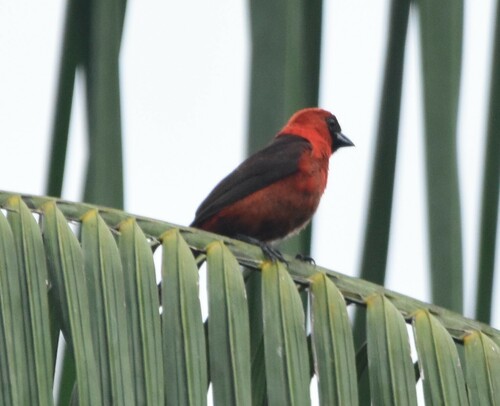 Masked Crimson Tanager (Ramphocelus nigrogularis), photo 8