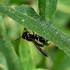 Parancistrocerus histrio