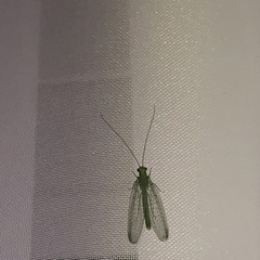 Chrysoperla carnea