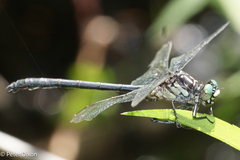 Stenogomphurus rogersi