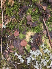 Salix herbacea