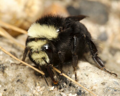 Bee Spotlight: Yellow-Faced Bumblebee — Bee & Bloom