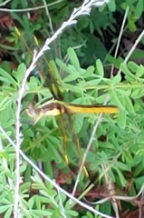 Libellula flavida