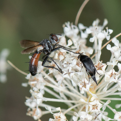 Cylindromyia interrupta