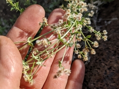 Galium multiflorum