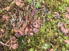 Salix herbacea