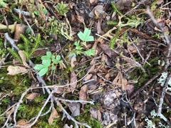 Sibbaldia procumbens