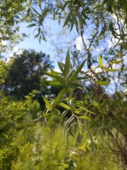 Salix babylonica tortuosa