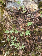 Sibbaldia procumbens