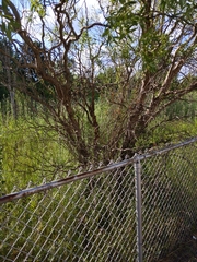 Salix babylonica tortuosa