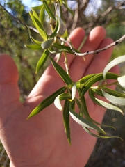 Salix babylonica tortuosa