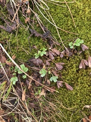 Sibbaldia procumbens
