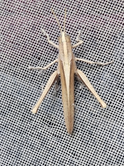 Schistocerca impleta