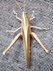 Schistocerca impleta