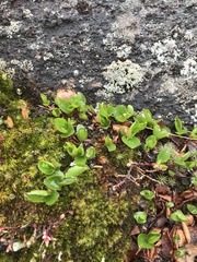 Salix herbacea