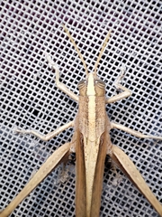 Schistocerca impleta