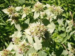 Pycnanthemum setosum