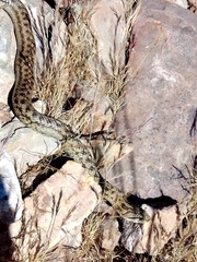 Tachymenis peruviana