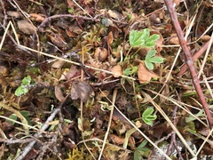 Sibbaldia procumbens