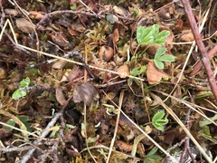 Sibbaldia procumbens