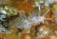 Coryphella cooperi