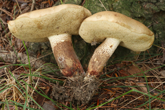 Tylopilus variobrunneus
