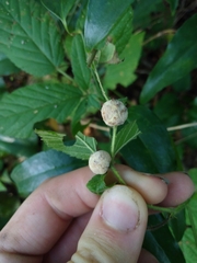 Neolasioptera farinosa