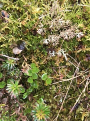 Salix herbacea