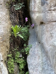 Primula pauciflora zionensis