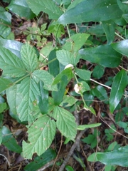 Neolasioptera farinosa