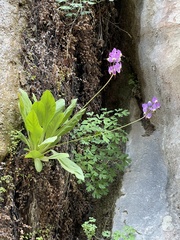 Primula pauciflora zionensis