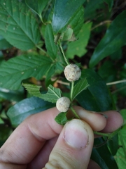 Neolasioptera farinosa