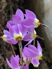 Primula pauciflora zionensis