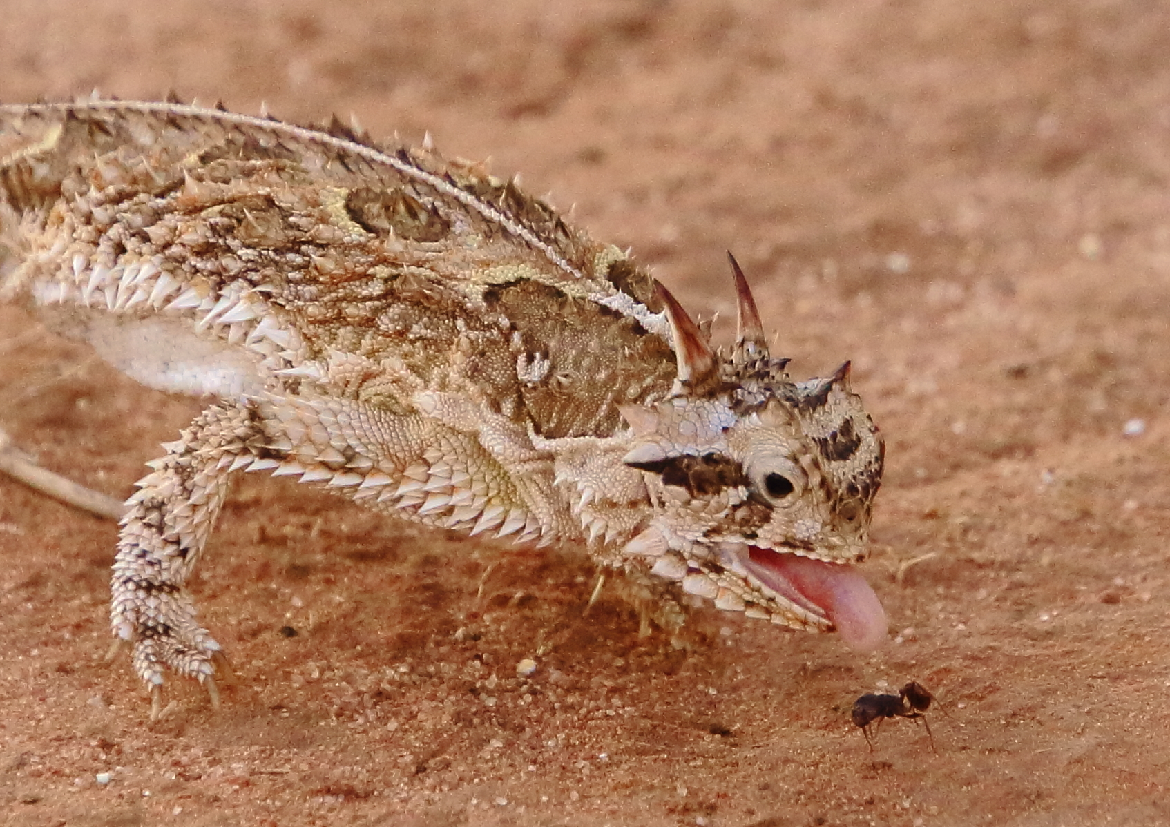 Lagartija cornuda texana (Phrynosoma cornutum) · iNaturalist Ecuador