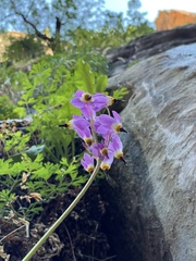 Primula pauciflora zionensis