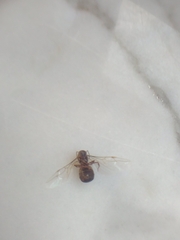 Lasius