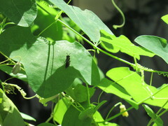 Protandrena passiflorae