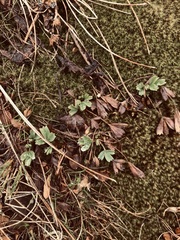 Sibbaldia procumbens