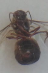 Lasius
