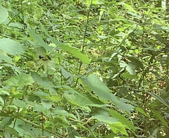 Protandrena passiflorae