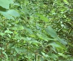 Protandrena passiflorae