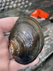 Utterbackiana hartfieldorum