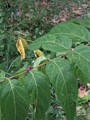 Lycorma delicatula