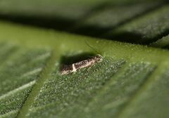 Aproaerema cinctella