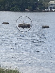 Phalacrocorax varius