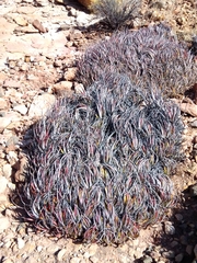 Deuterocohnia strobilifera