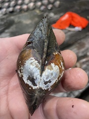 Utterbackiana hartfieldorum