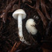 Hygrophorus subaromaticus - Photo (c) Alan Rockefeller, some rights reserved (CC BY), uploaded by Alan Rockefeller